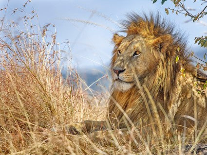 Walking in the Wild