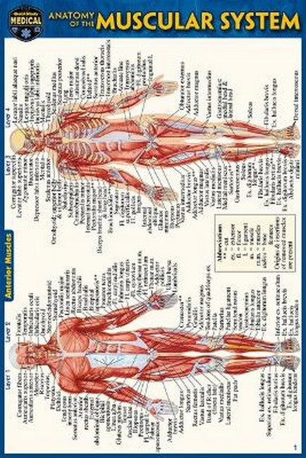 Anatomy of the Muscular System (Pocket-Sized Edition - 4x6 Inches) 2/e