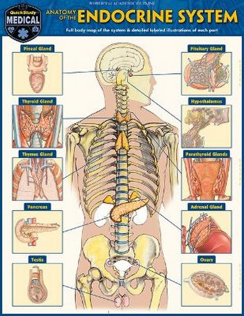 Anatomy of the Endocrine System