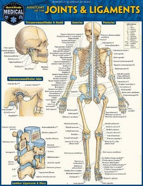 Anatomy of Joints & Ligaments