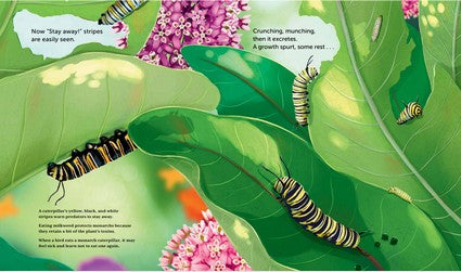 Milkweed for Monarchs