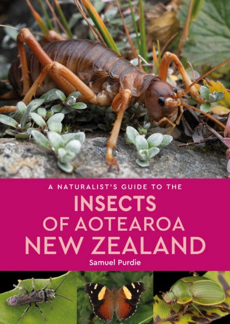 A Naturalist Guide to the Insects of Aotearoa New Zealand