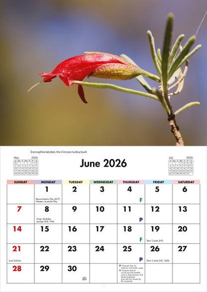 2026 Flora of Australia Wall Calendar