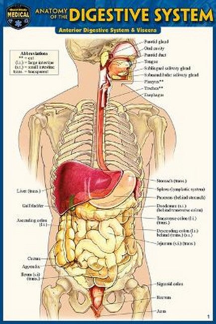 Anatomy of the Digestive System (Pocket-Sized Edition - 4x6 Inches) 2/e