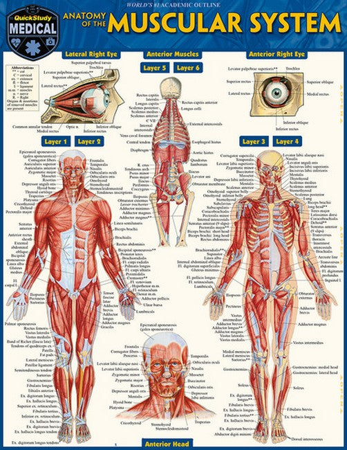 Anatomy of the Muscular System