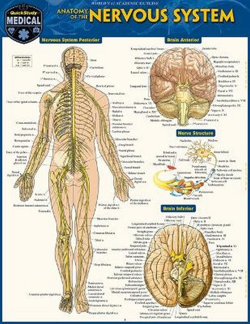Anatomy of the Nervous System