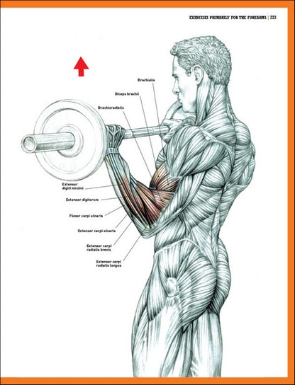 The Strength Training Anatomy Workout