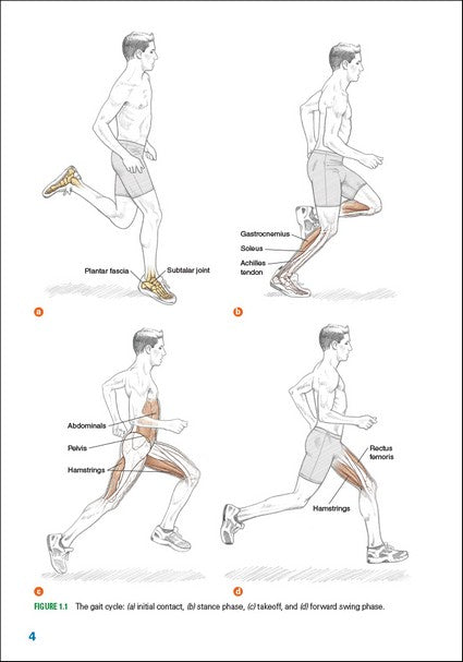 Running Anatomy 2/e