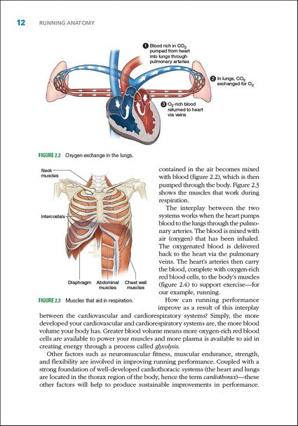 Running Anatomy 2/e