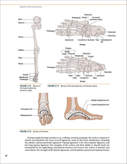 Dynamic Human Anatomy 2/e