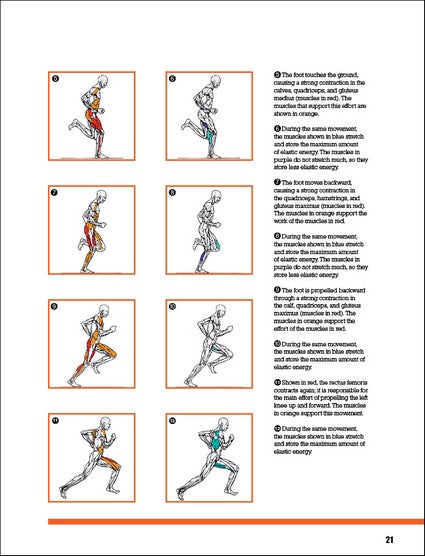 Strength Training Anatomy for Athletes