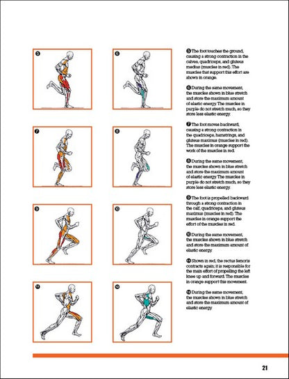 Strength Training Anatomy for Athletes