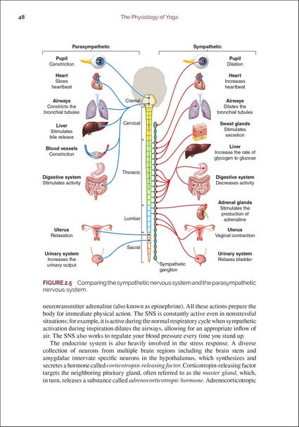 The Physiology of Yoga