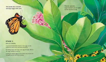 Milkweed for Monarchs