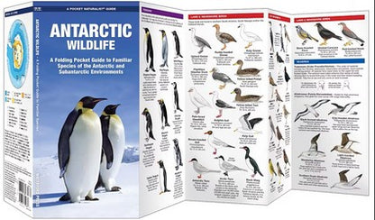 Antarctic Wildlife