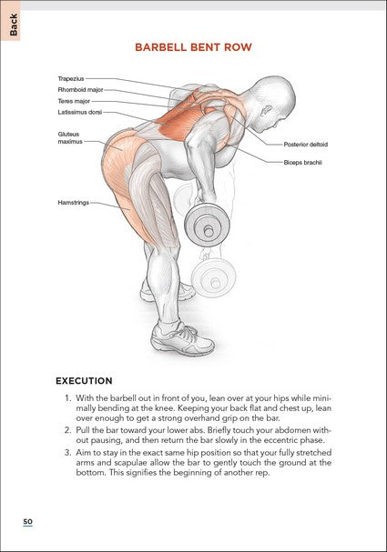 Bodybuilding Anatomy