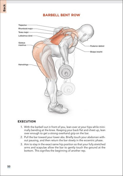 Bodybuilding Anatomy