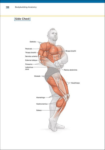 Bodybuilding Anatomy