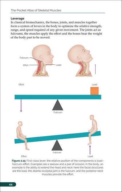 The Pocket Atlas of Skeletal Muscles