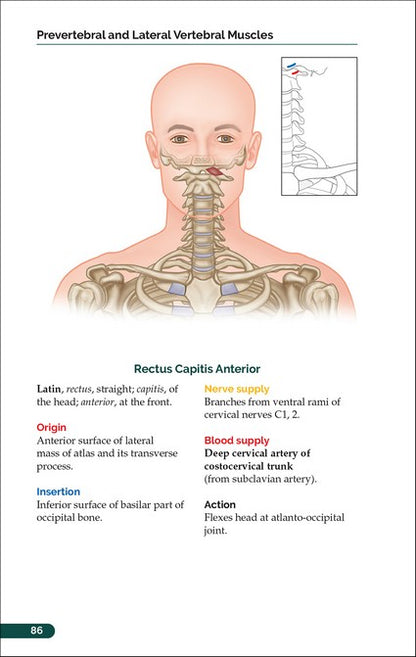 The Pocket Atlas of Skeletal Muscles