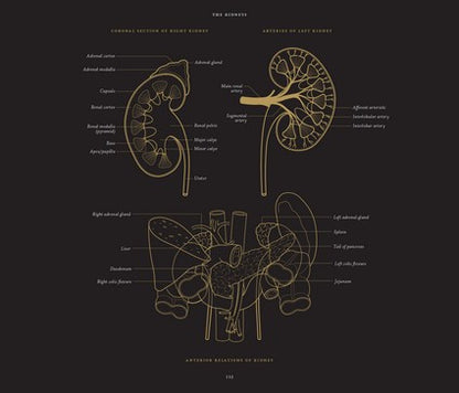 Anatomy in Black 2/e