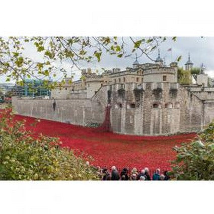 Poppies