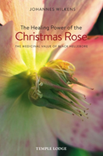 Healing Power of the Christmas Rose: