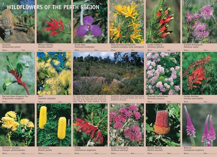 Common Wildflowers of Western Australia