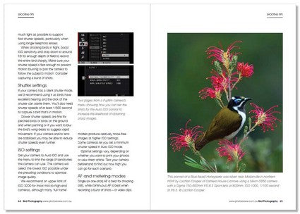Bird Photography