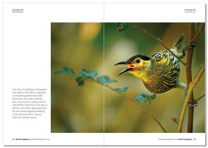 Bird Photography
