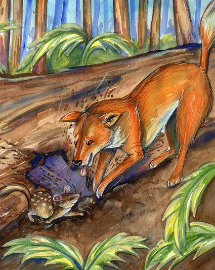 Derek the Dingo meets the Spotted Quoll