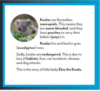 Elsa the Koala