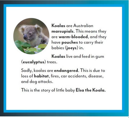 Elsa the Koala