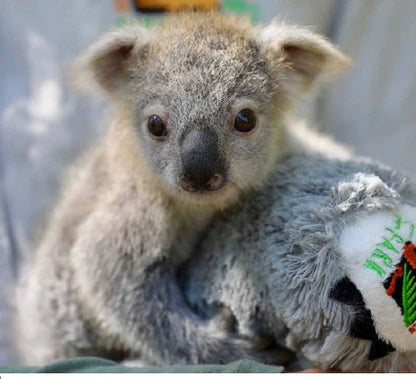 Elsa the Koala