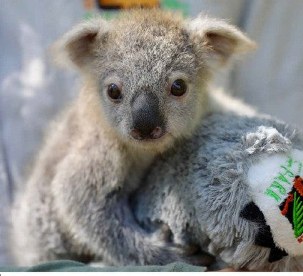 Elsa the Koala