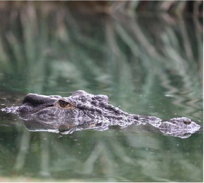 Elvis the Crocodile
