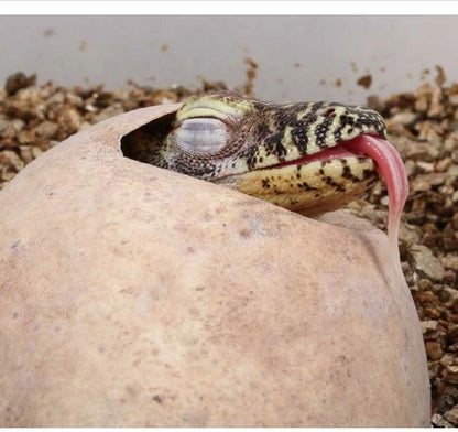 Kraken the Komodo Dragon