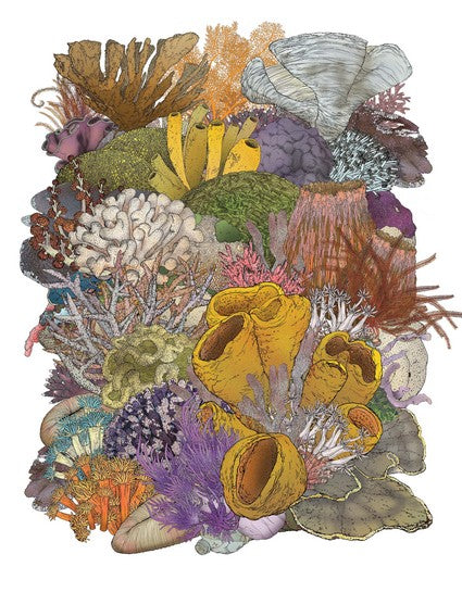 Wildlife of Australia's Great Barrier Reef