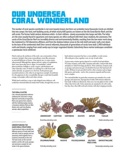 Wildlife of Australia's Great Barrier Reef