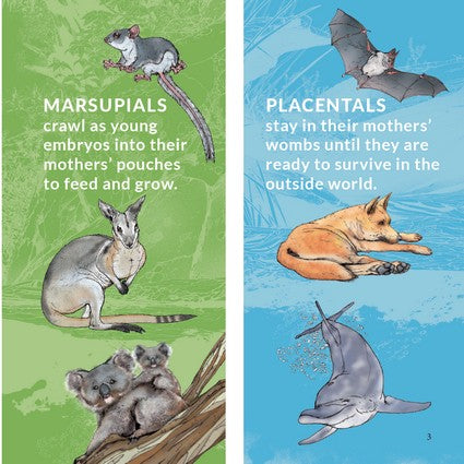 What's That? Australian Mammals (HB)