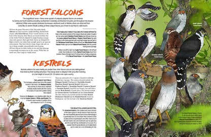 Myke Mollard's Birds of Prey