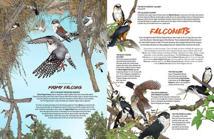 Myke Mollard's Birds of Prey