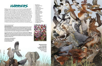 Myke Mollard's Birds of Prey