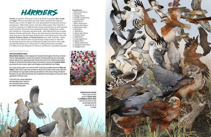 Myke Mollard's Birds of Prey