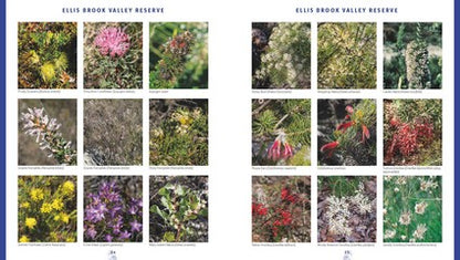 Wildflower Journeys through Southwest Australia