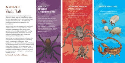 What's That? Australian Spiders