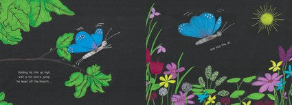 Magnifico the Butterfly