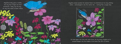 Magnifico the Butterfly