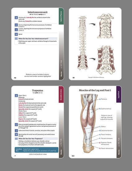 Trail Guide to the Body Flashcards Volume 2