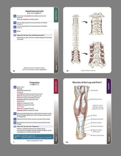 Trail Guide to the Body Flashcards Volume 2